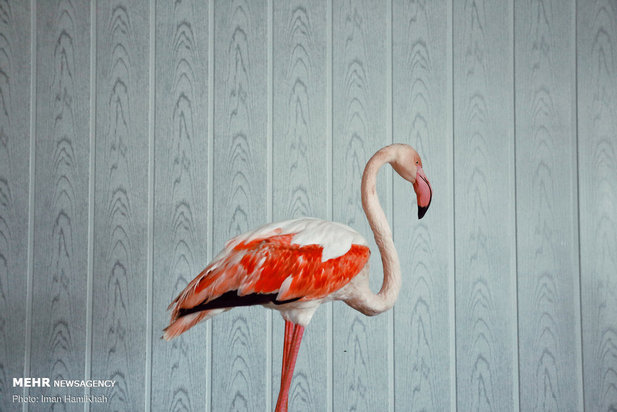 نجات فلامینگوها