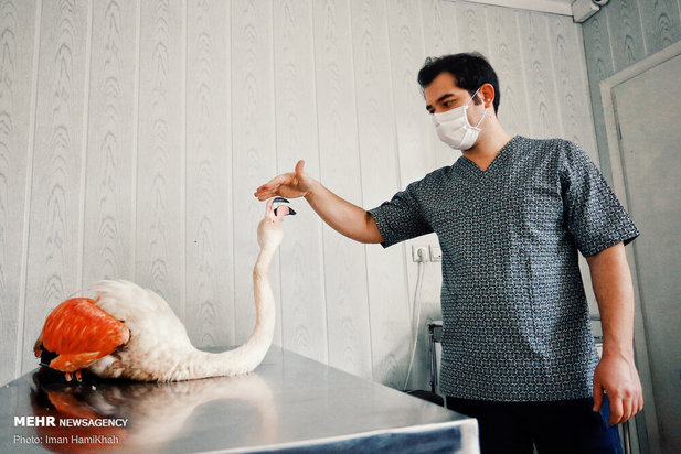 نجات فلامینگوها