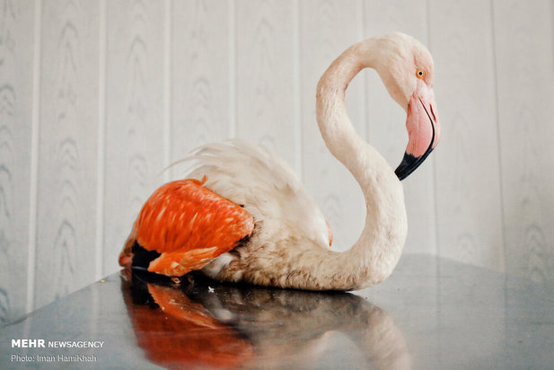 نجات فلامینگوها