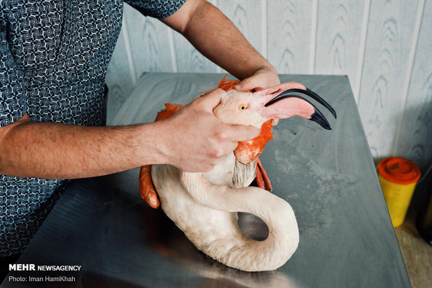 نجات فلامینگوها