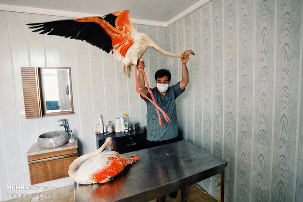 نجات فلامینگوها