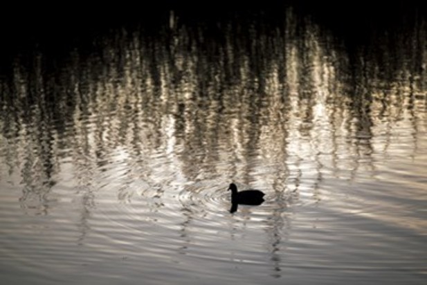 تالاب زریوار بهشت پرندگان