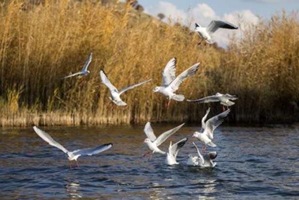 تالاب زریوار بهشت پرندگان