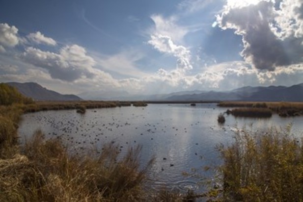 تالاب زریوار بهشت پرندگان