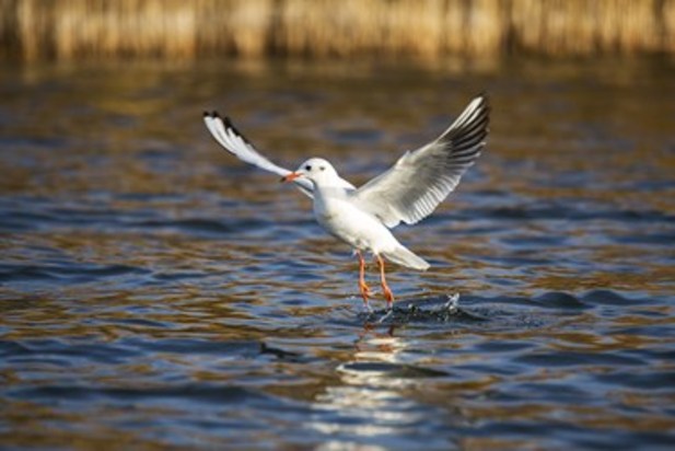 تالاب زریوار بهشت پرندگان