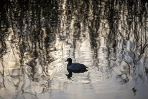 تالاب زریوار بهشت پرندگان