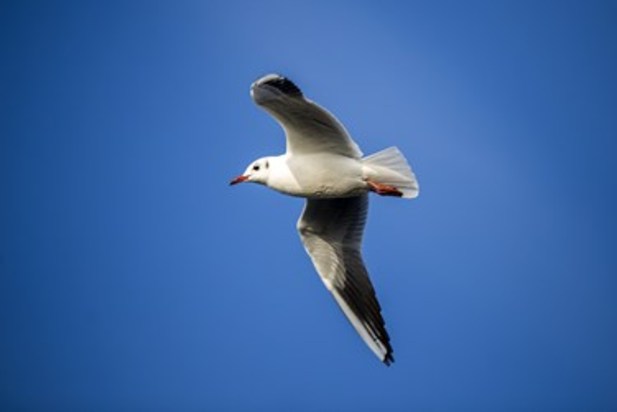 تالاب زریوار بهشت پرندگان