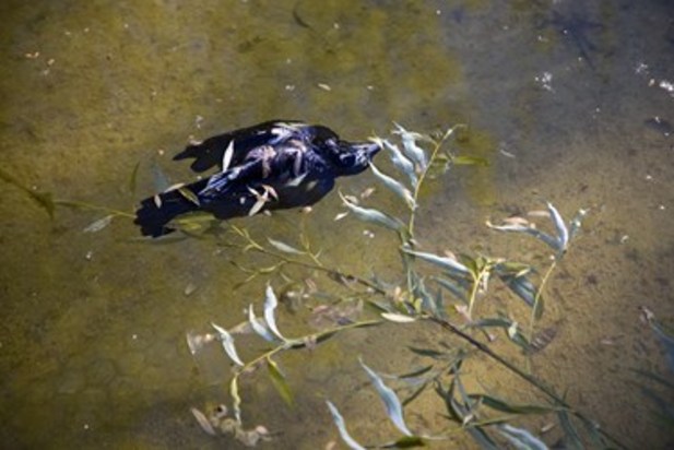 تالاب زریوار بهشت پرندگان