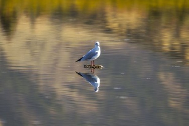 تالاب زریوار بهشت پرندگان