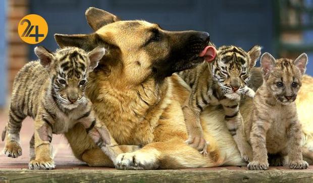 دوستی عجیب و غریب حیوانات