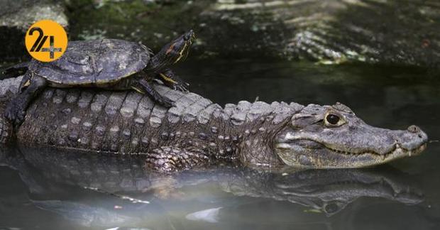 دوستی عجیب و غریب حیوانات
