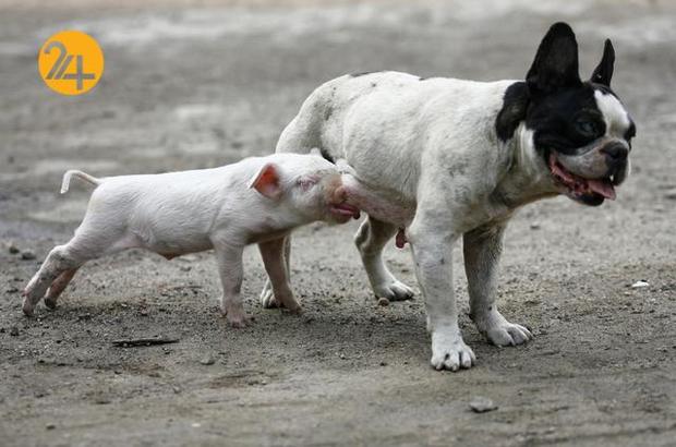 دوستی عجیب و غریب حیوانات