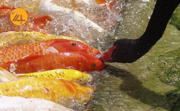 دوستی عجیب و غریب حیوانات