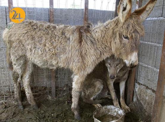 دوستی عجیب و غریب حیوانات