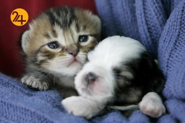 دوستی عجیب و غریب حیوانات