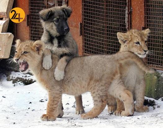 دوستی عجیب و غریب حیوانات