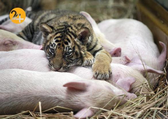 دوستی عجیب و غریب حیوانات