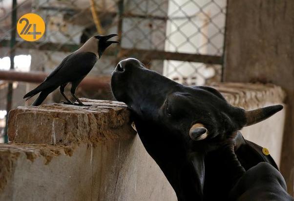 دوستی عجیب و غریب حیوانات