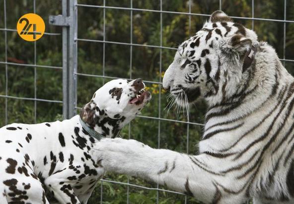 دوستی عجیب و غریب حیوانات