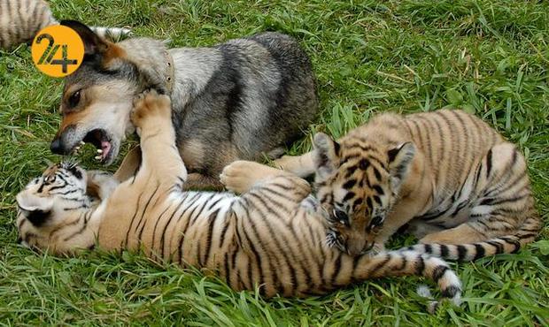 دوستی عجیب و غریب حیوانات