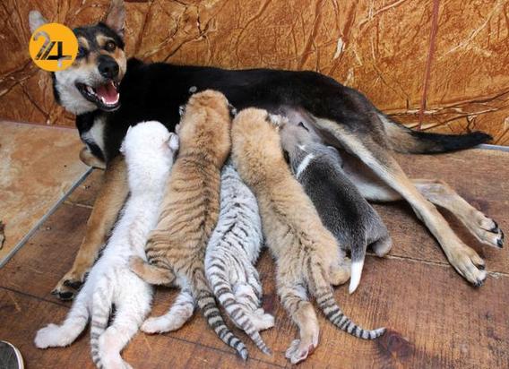 دوستی عجیب و غریب حیوانات