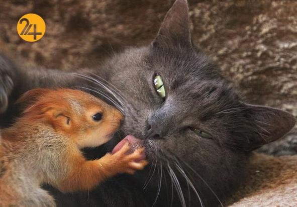 دوستی عجیب و غریب حیوانات