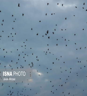 شکار پرندگان مهاجر