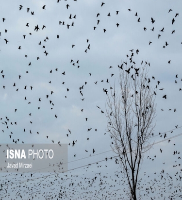 شکار پرندگان مهاجر