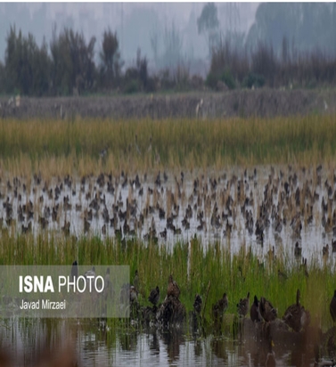شکار پرندگان مهاجر