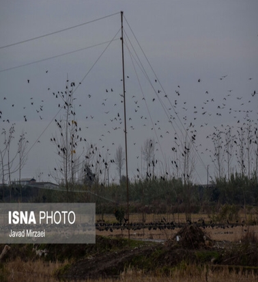 شکار پرندگان مهاجر