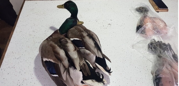 شکار پرندگان مهاجر