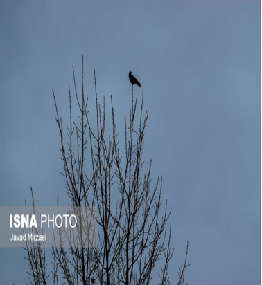 شکار پرندگان مهاجر