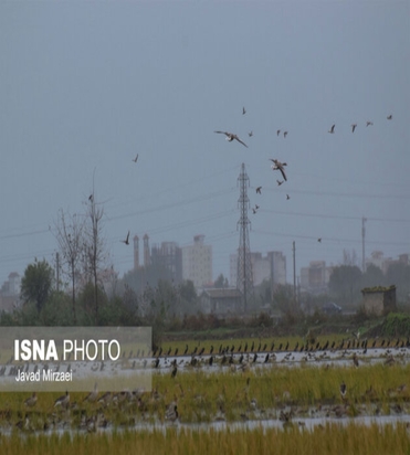 شکار پرندگان مهاجر
