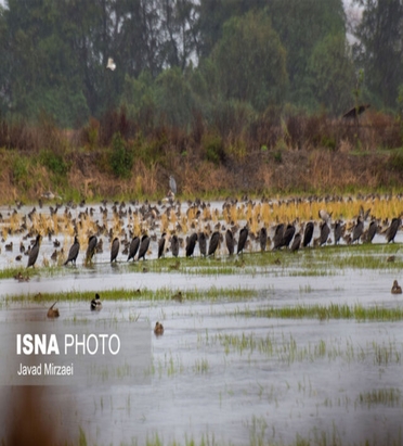 شکار پرندگان مهاجر