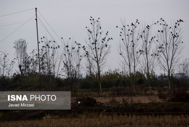 شکار پرندگان مهاجر