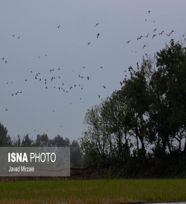 شکار پرندگان مهاجر