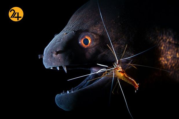 بهترین عکس های 2020