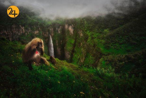 بهترین عکس های 2020