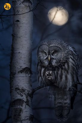 بهترین عکس های 2020