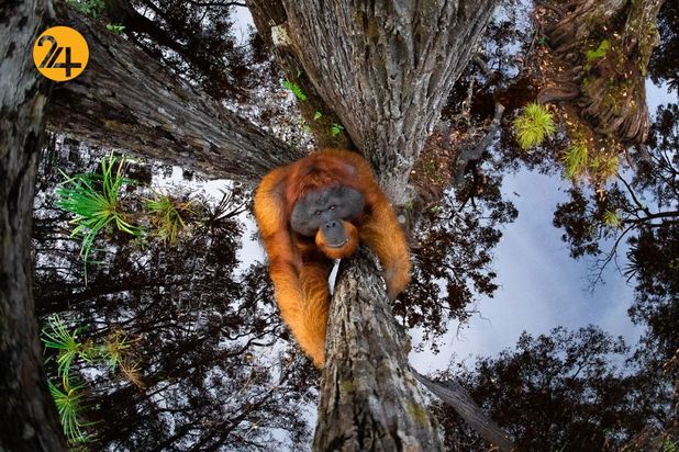 بهترین عکس های 2020