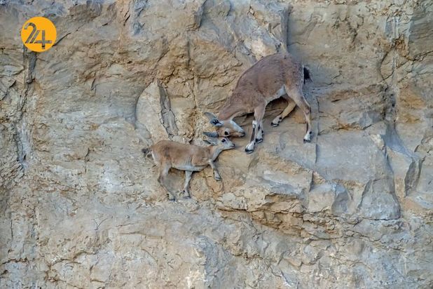 بهترین عکس های 2020