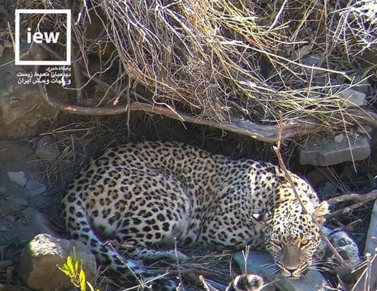 پلنگ ایرانی