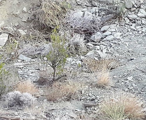 پلنگ ایرانی