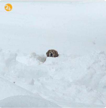 نیویورک مدفون در برف