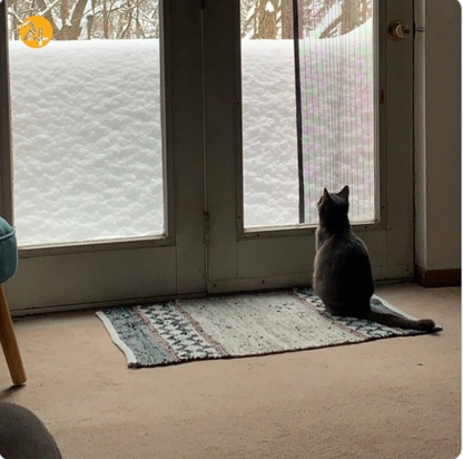 نیویورک مدفون در برف