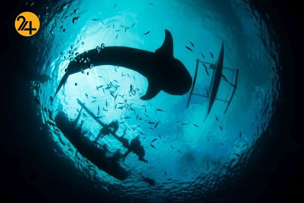 برندگان مسابقه عکاسی بوداپست