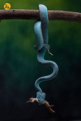 برندگان مسابقه عکاسی بوداپست