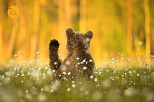 مسابقه عکاسی طبیعت