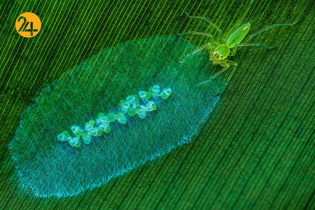 مسابقه عکاسی طبیعت