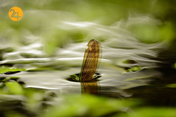 مسابقه عکاسی طبیعت